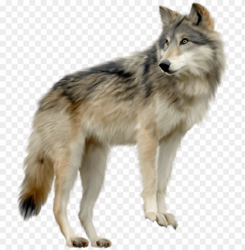 Wolf Png Images Wolf PNG Image With Transparent Background@toppng.com