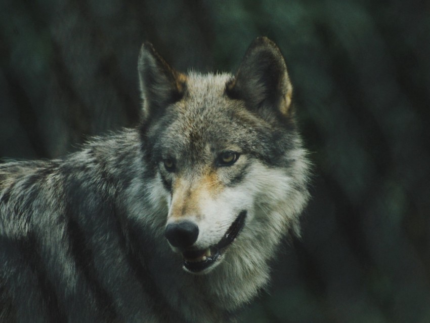 wolf, predator, dog, view