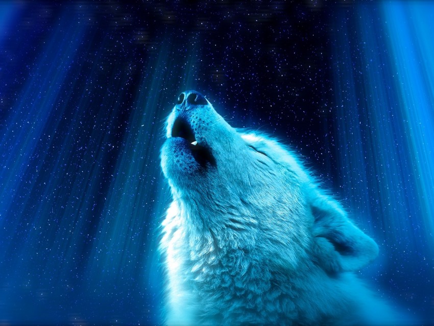 wolf, predator, howl, white, blue