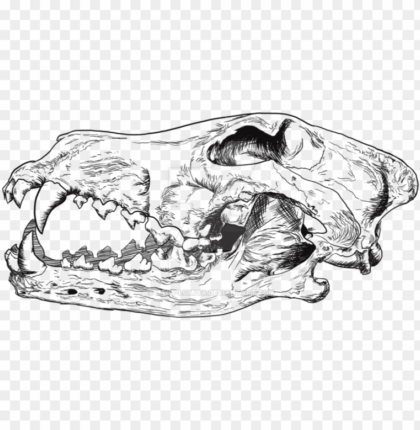 free PNG wolf skull png black and white library - wolf skull drawi PNG image with transparent background PNG images transparent