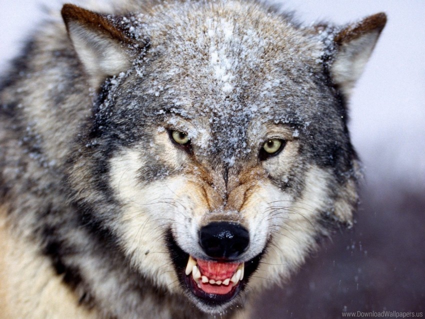 Wolf Wallpaper Background Best Stock Photos Toppng