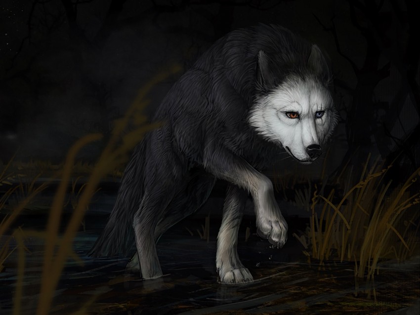 wolf, water, darkness, art
