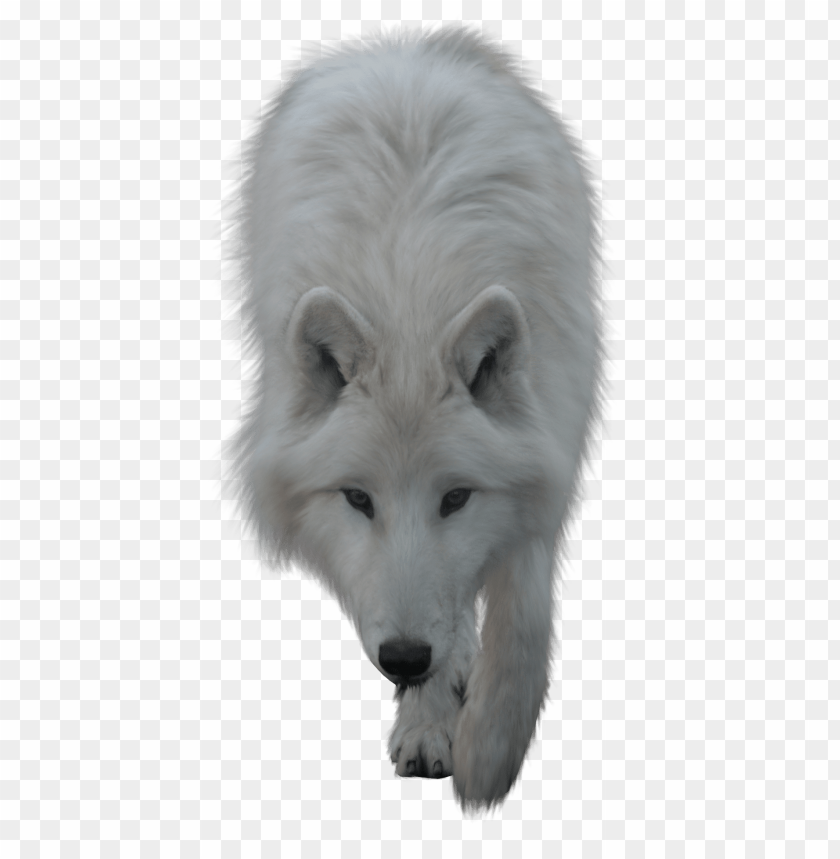 animals, wolves, wolf white, 