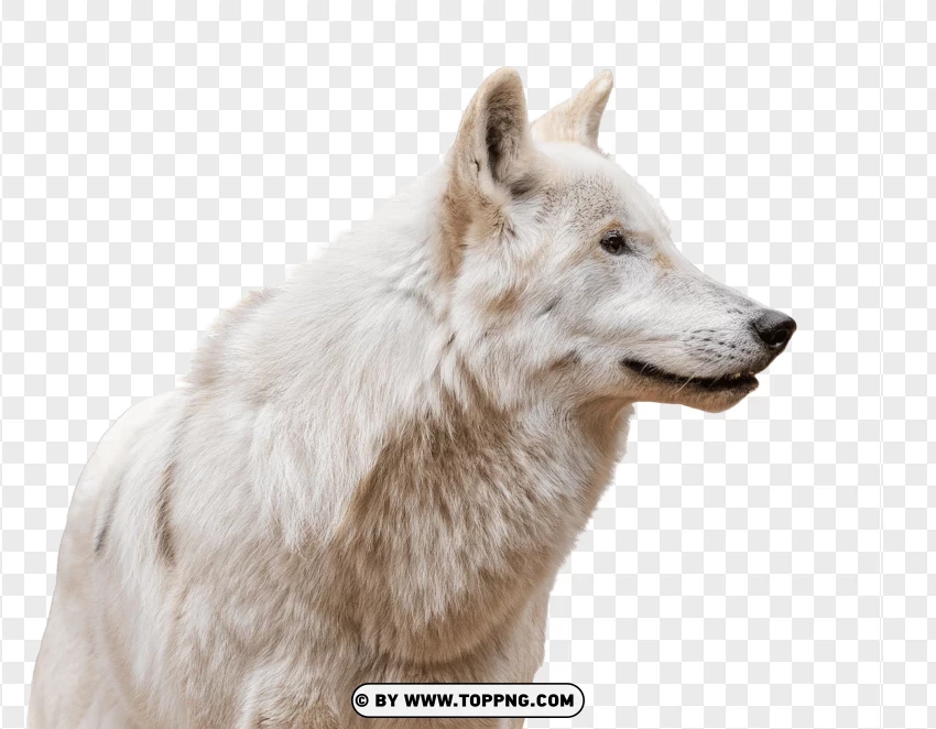 Furry White Wolf PNG Transparent Background