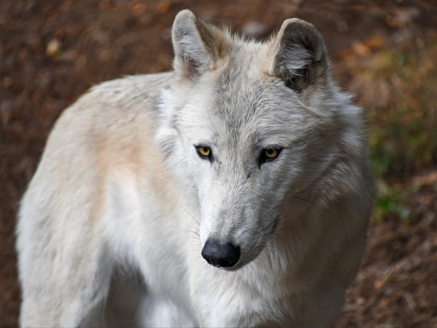wolf, white, wild, predator, muzzle, yellow-eyed