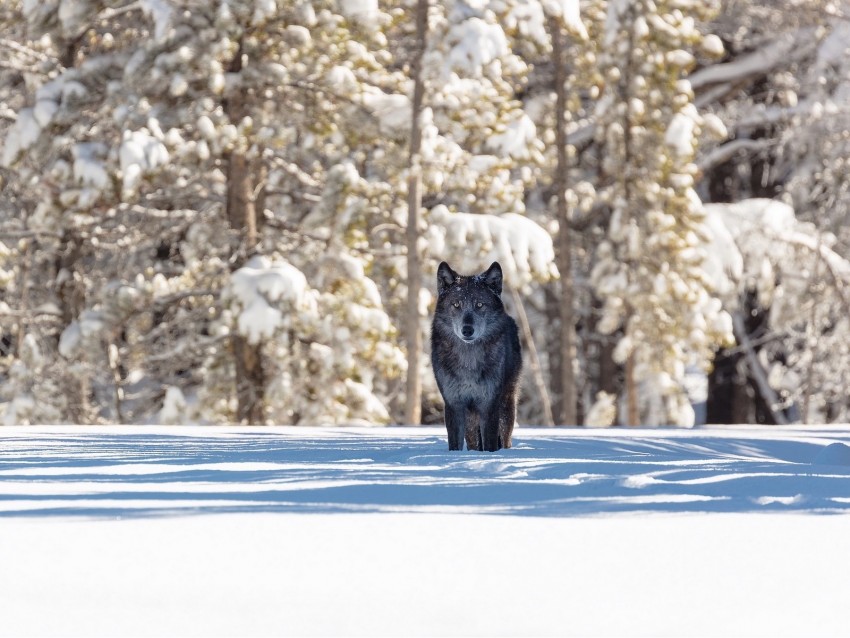 wolf, winter, forest, snow, shadow, predator, wildlife
