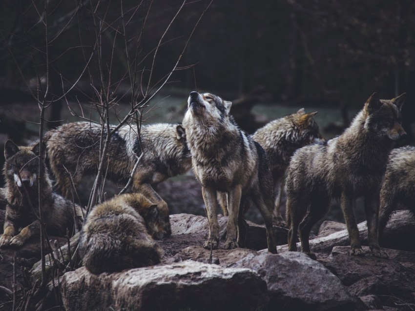 wolves, predators, flock, wildlife, gray, howl