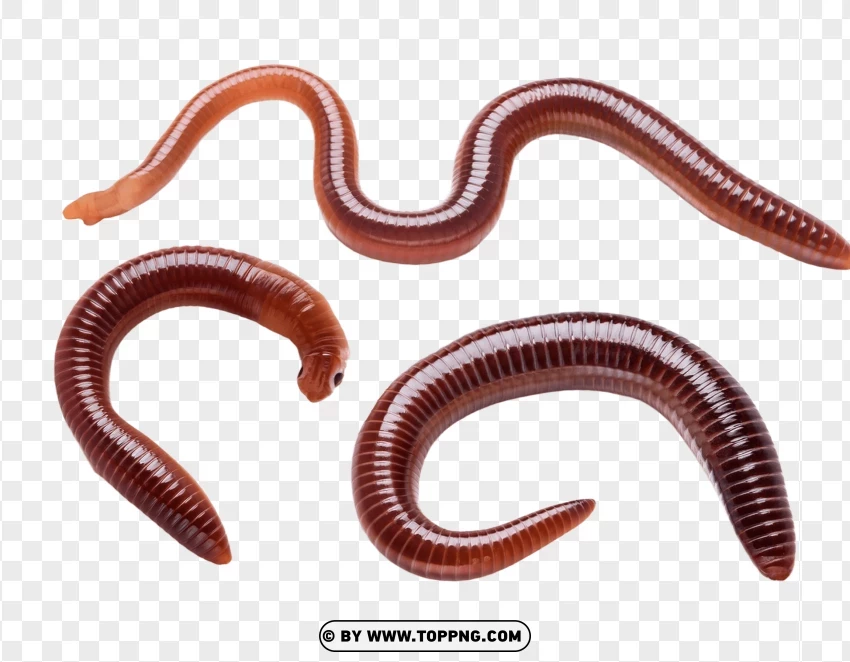 Curled Worms Set PNG Transparent Background
