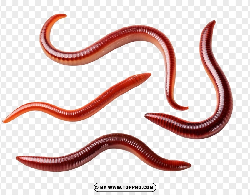 Multiple Worms On PNG Transparent Background