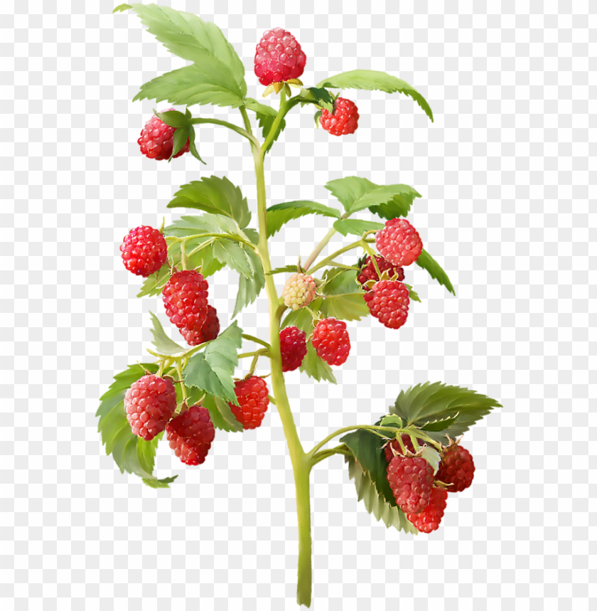 sweet, tree, fruit, nature, food, leaf, strawberry shortcake