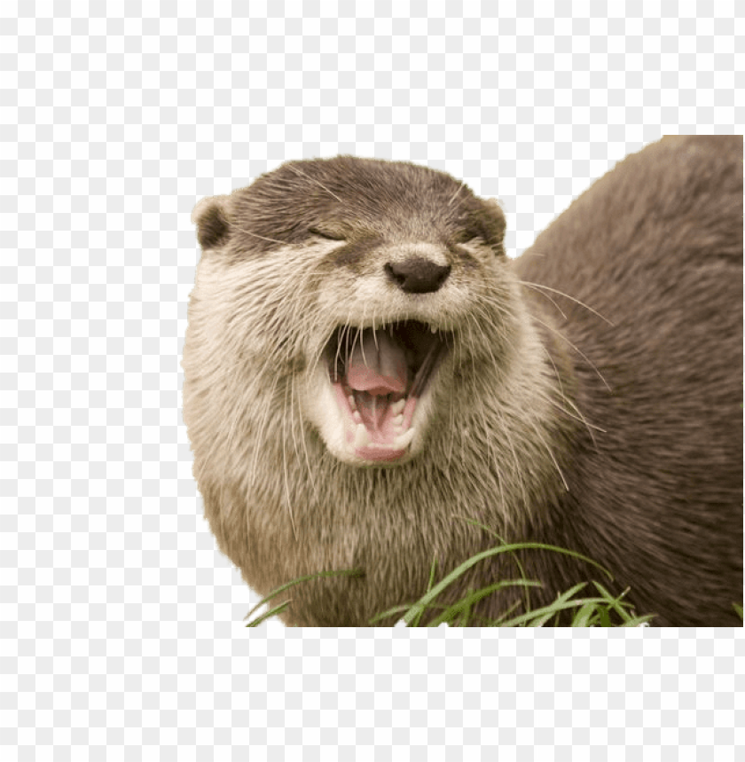 animals, otters, yawning otter, 