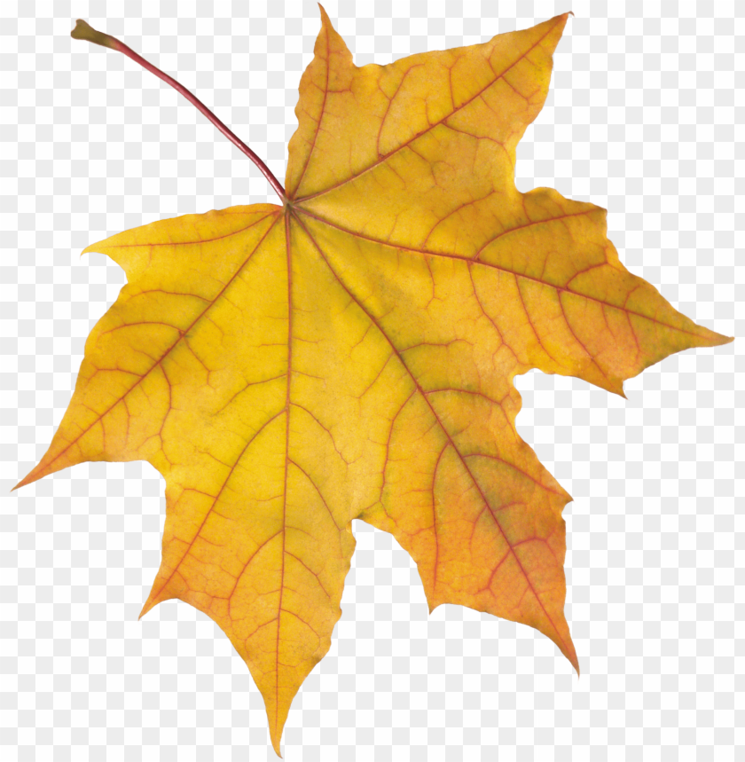 PNG Image Of Yellow Autumn Leaf With A Clear Background - Image ID ...