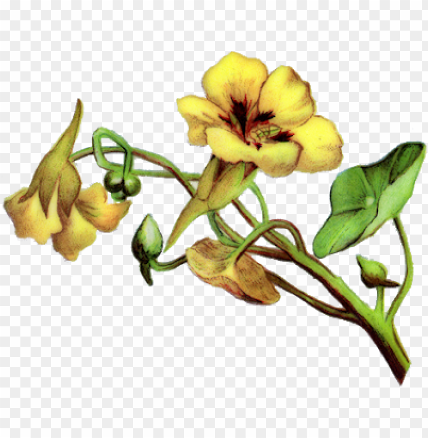 yellow bell flower PNG transparent with Clear Background ID 77709