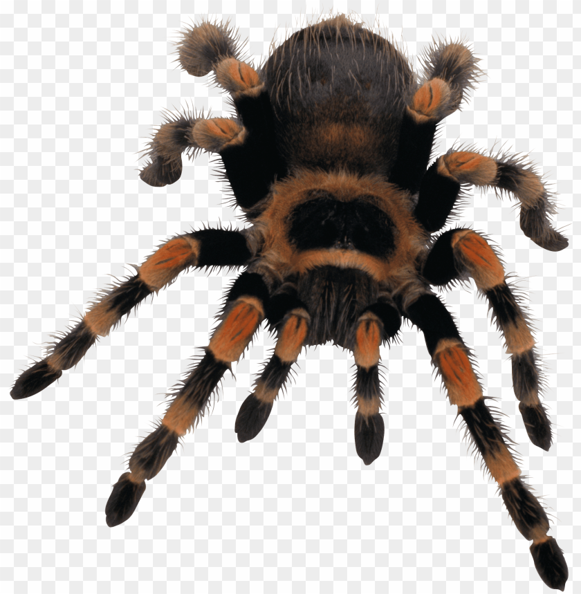 animals, insects, spiders, yellow black spider, 