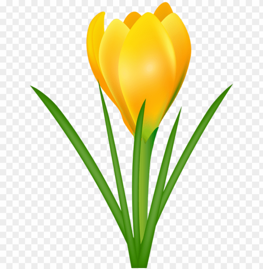 Download Yellow Crocus Transparent Png Images Background | TOPpng