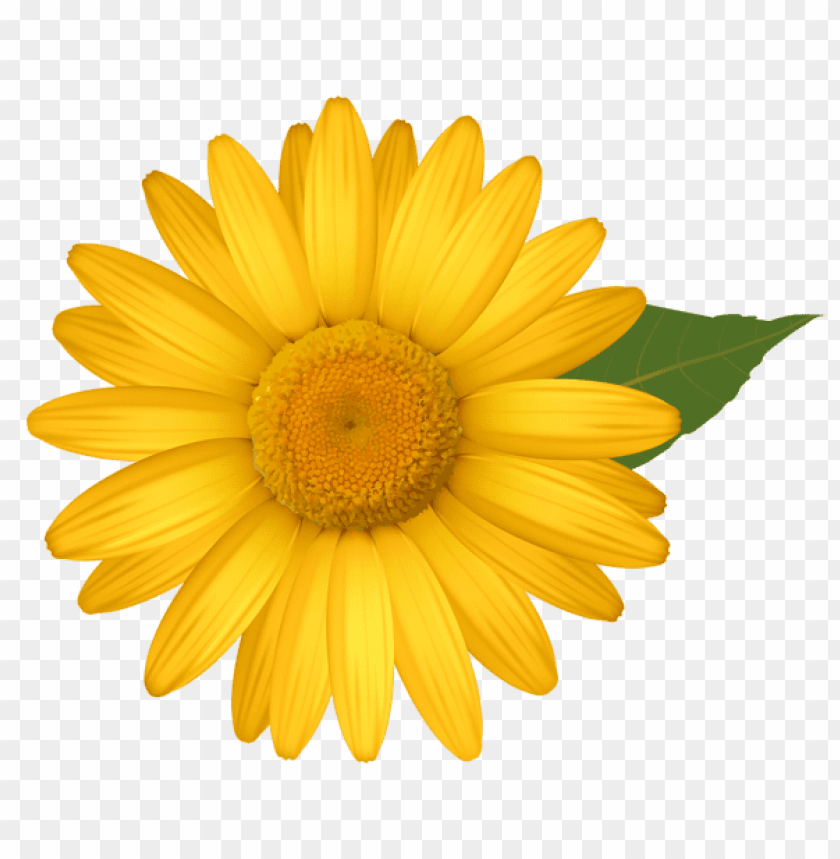 Download Yellow Daisy Png Images Background