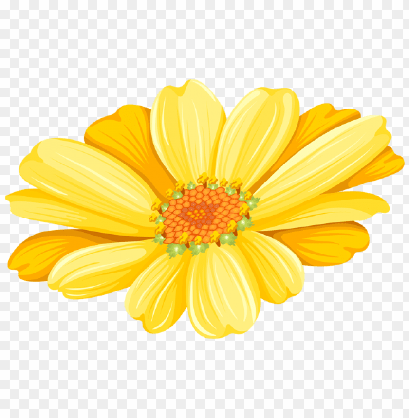 yellow daisy transparent