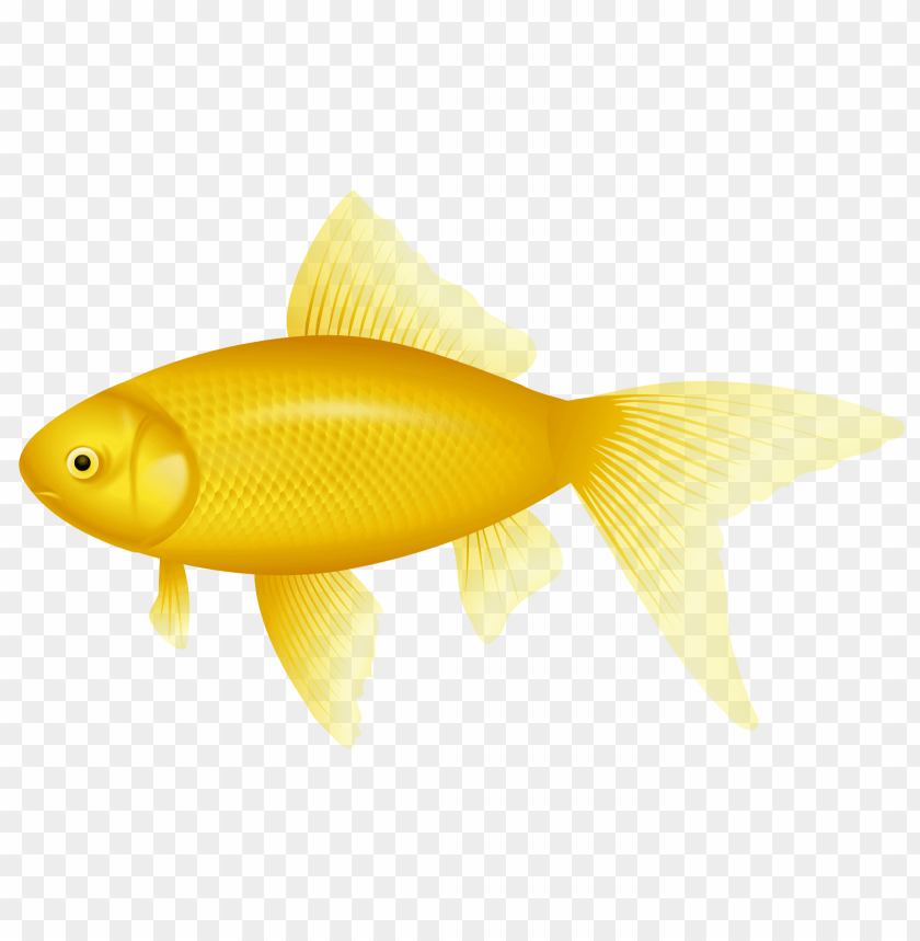 fish, yellow