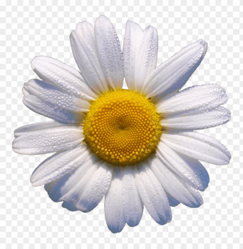 yellow flower crown transparent, flower,transparent,yellow,flowercrown,transpar,crown
