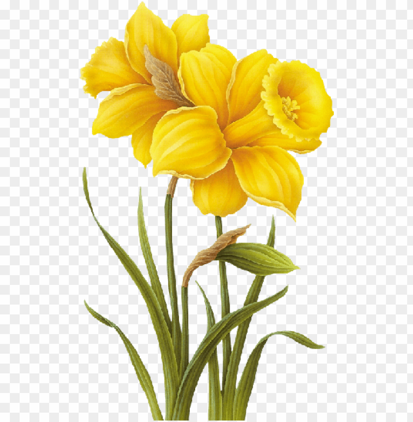 yellow flower drawing PNG transparent with Clear Background ID 77705