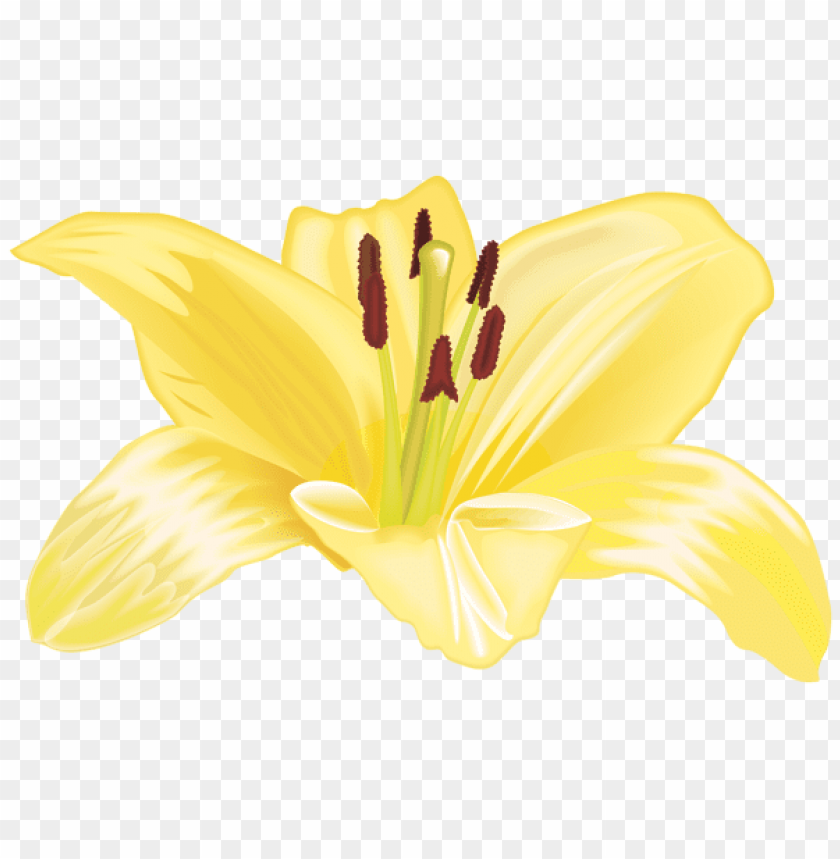 PNG image of yellow flower large with a clear background - Image ID 44424