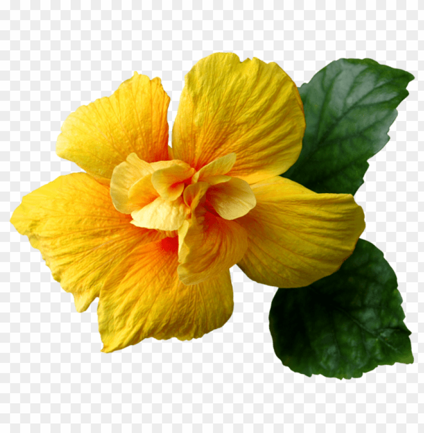 yellow flower png clip-art