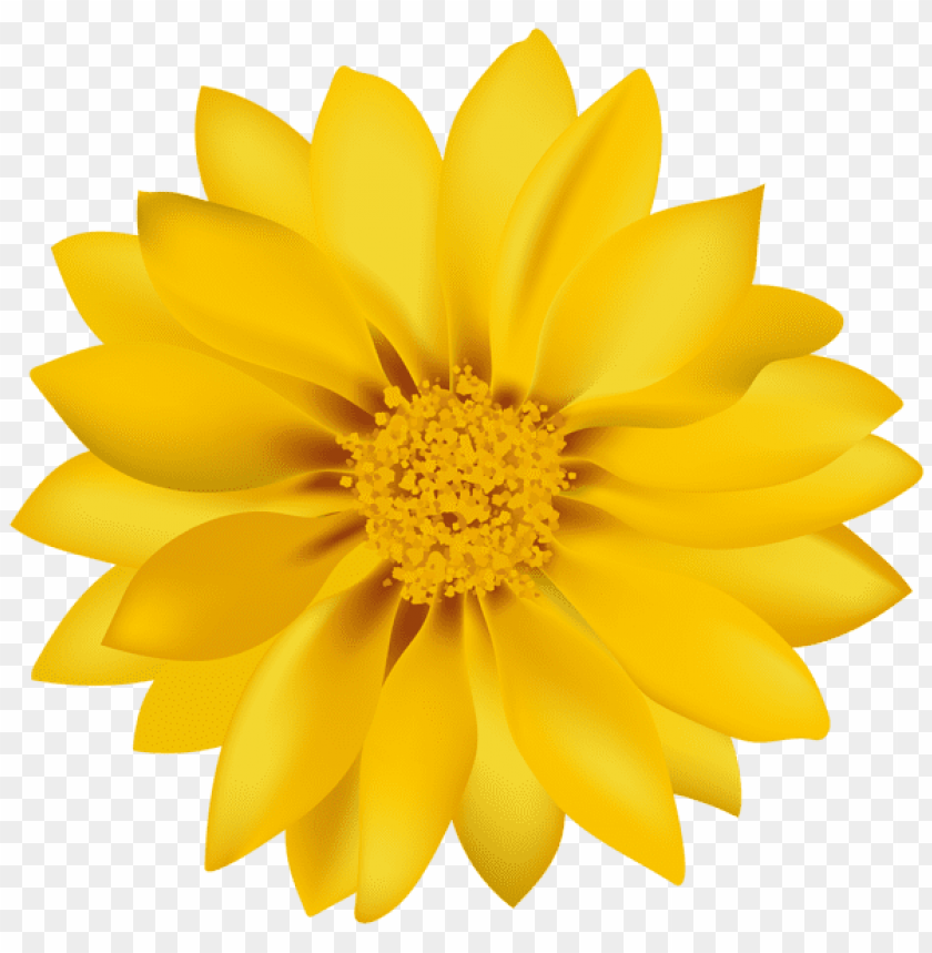 yellow flower transparent