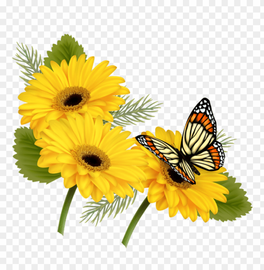 yellow gerberas with butterfly