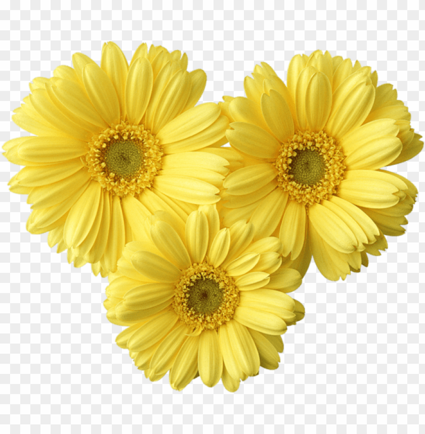 yellow gerbers daisy