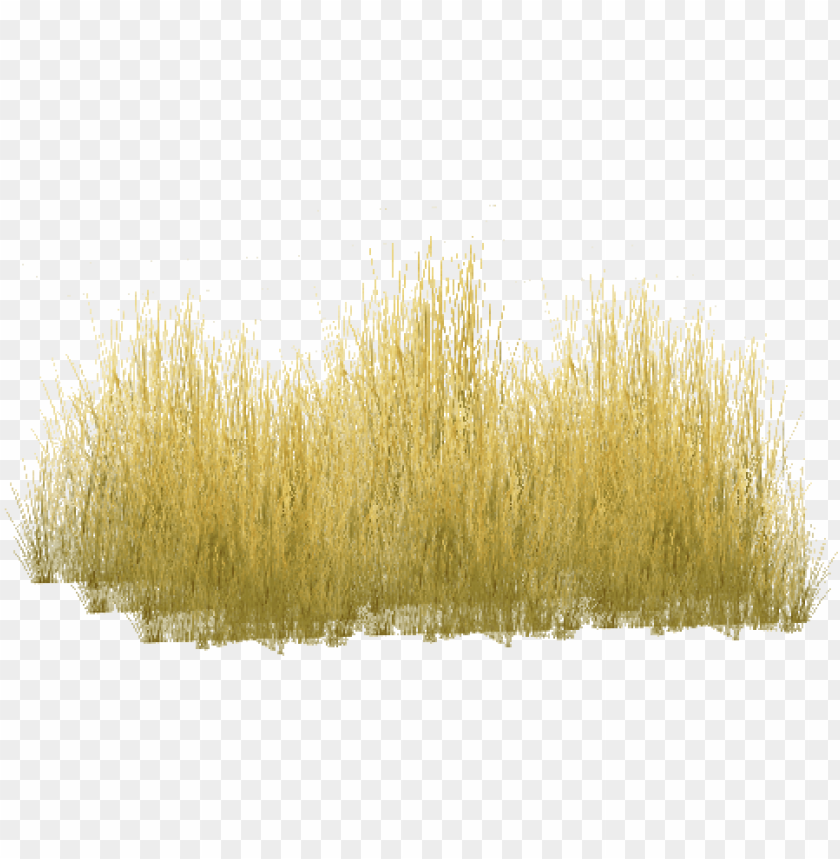 yellow grass PNG transparent with Clear Background ID 81021