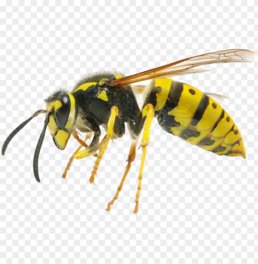 Yellow Jacket Roblox Template