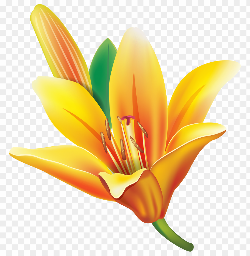 flower, lily, yellow