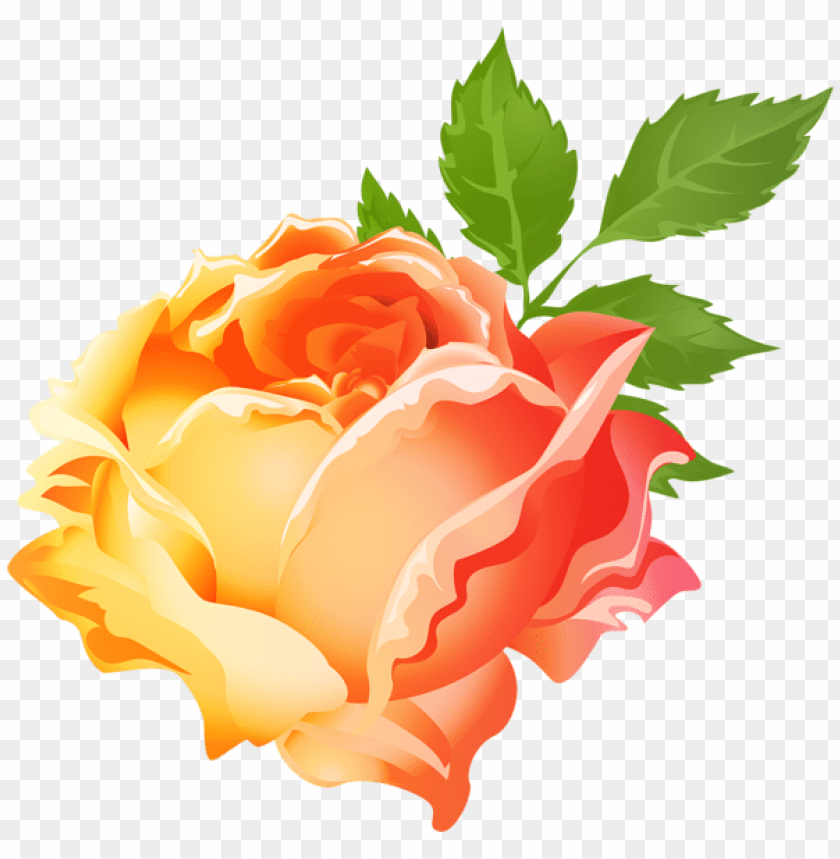 yellow orange rose