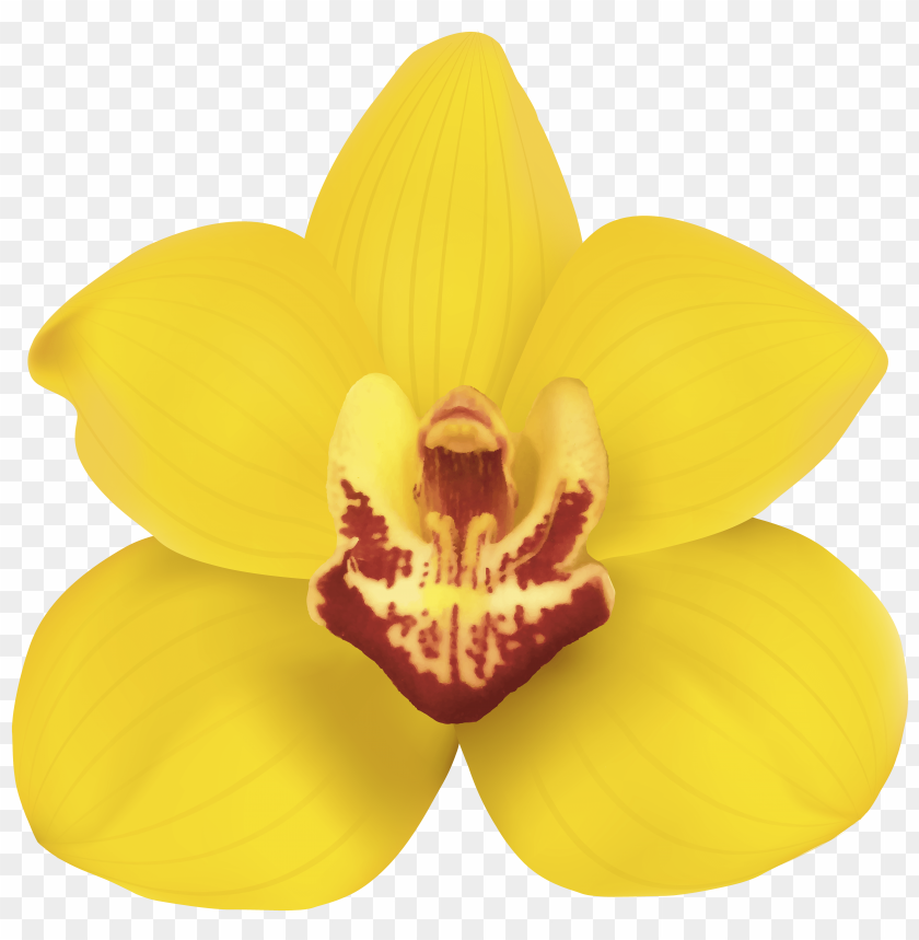 orchid, yellow