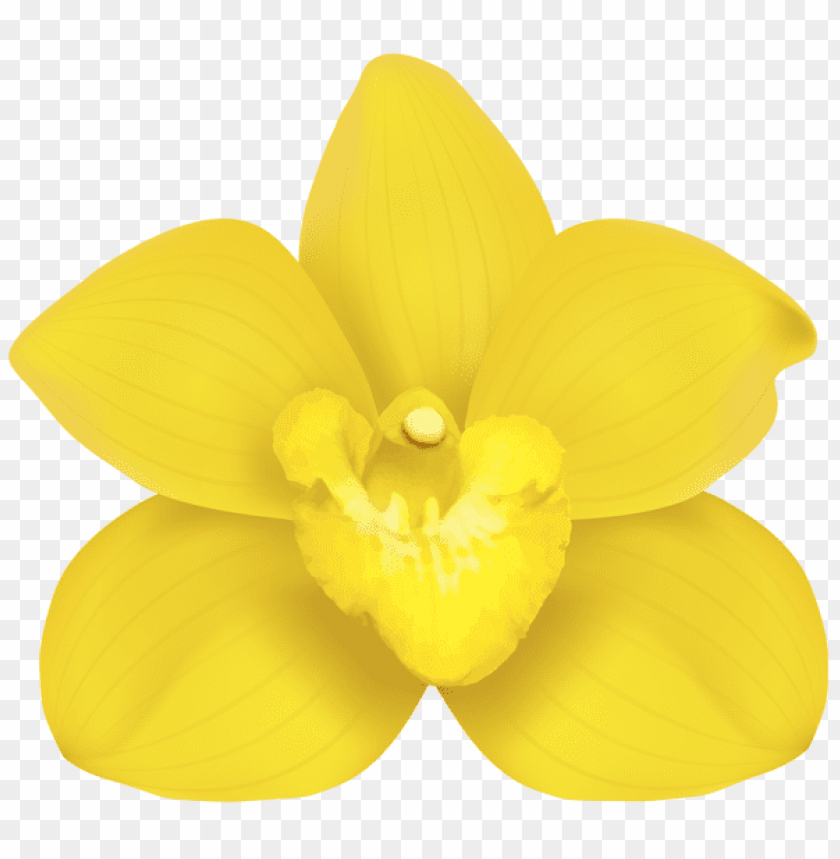 yellow orchid png