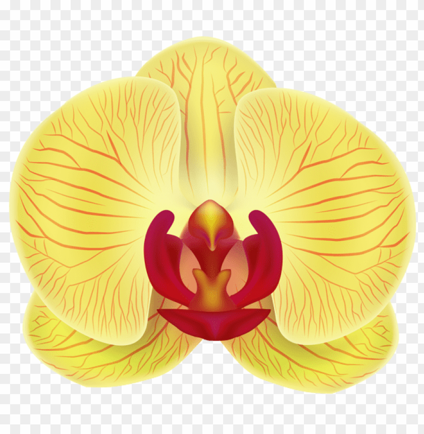 yellow orchid transparent