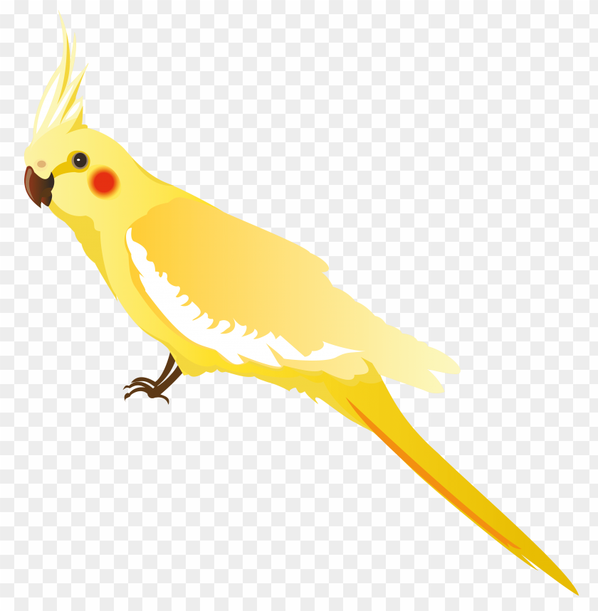 parrot, yellow