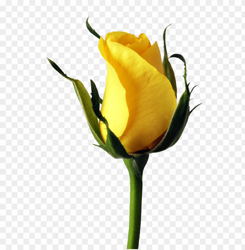 PNG image of yellow rose with a clear background - Image ID 25747