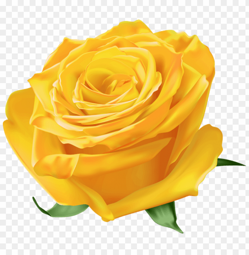 PNG image of yellow rose with a clear background - Image ID 43774