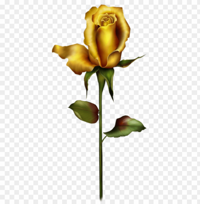 yellow rose bud