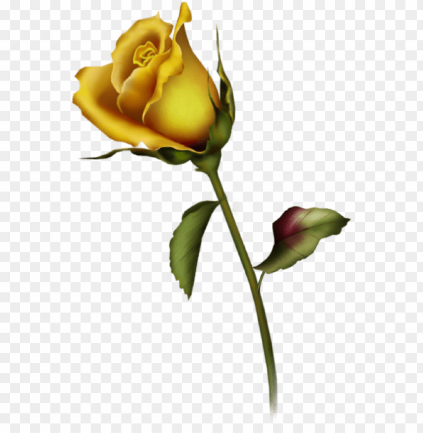 yellow rose bud art