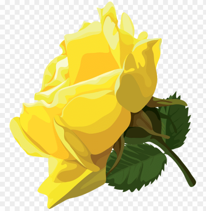 yellow rose png