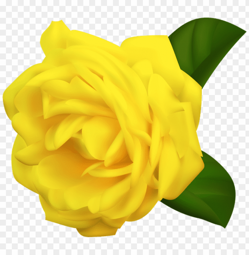 yellow rose transparent