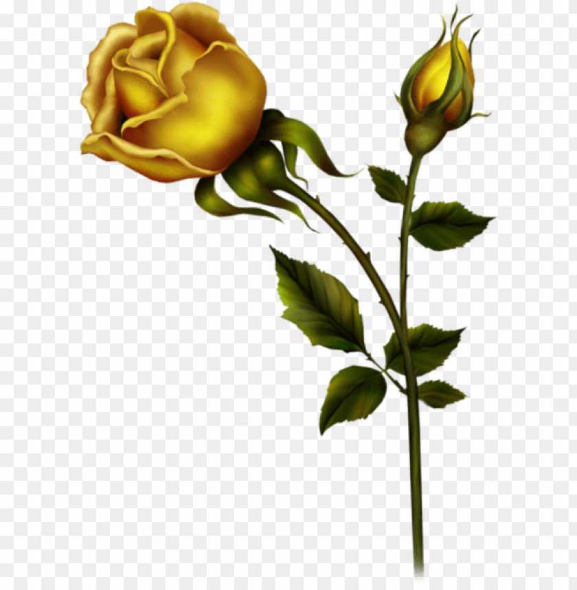 yellow rose with bud