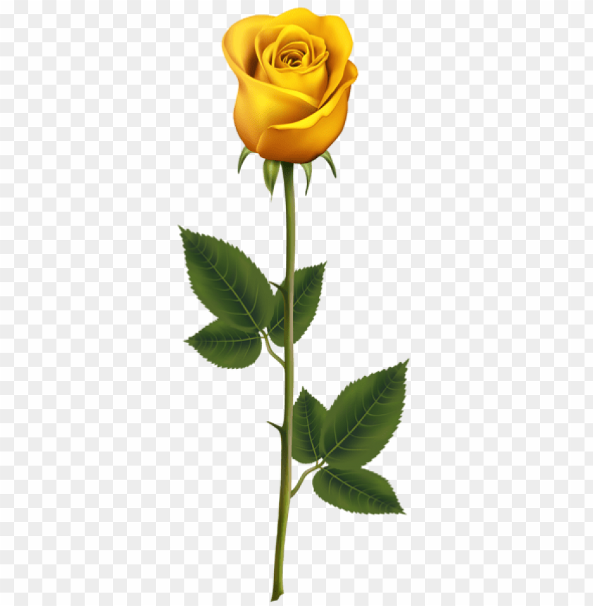 yellow rose with stem