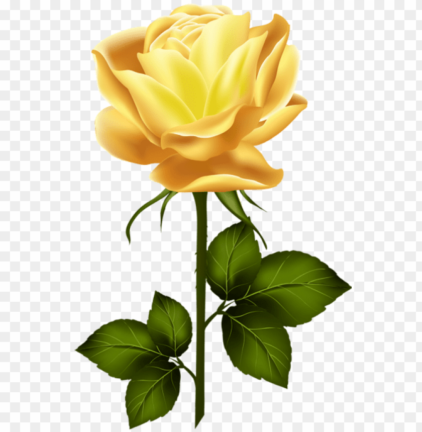 yellow rose with stem png