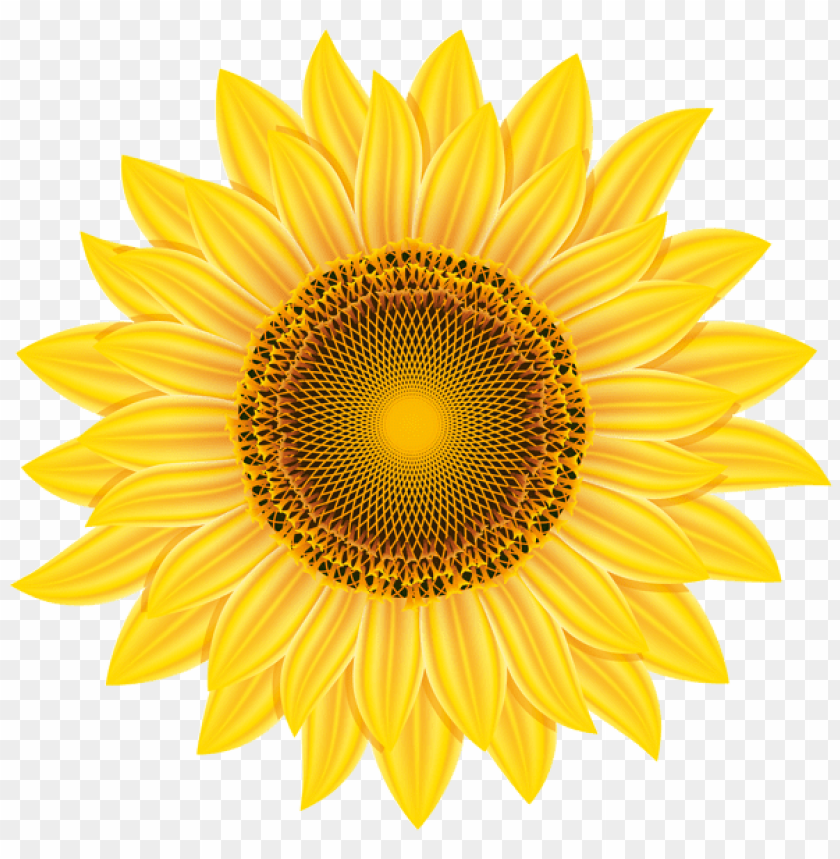 yellow sunflower transparent