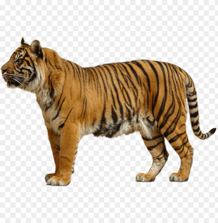 Yellow Tiger Png Images Background - Image ID 9838