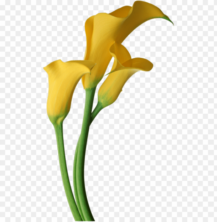 yellow transparent calla lilies flowers