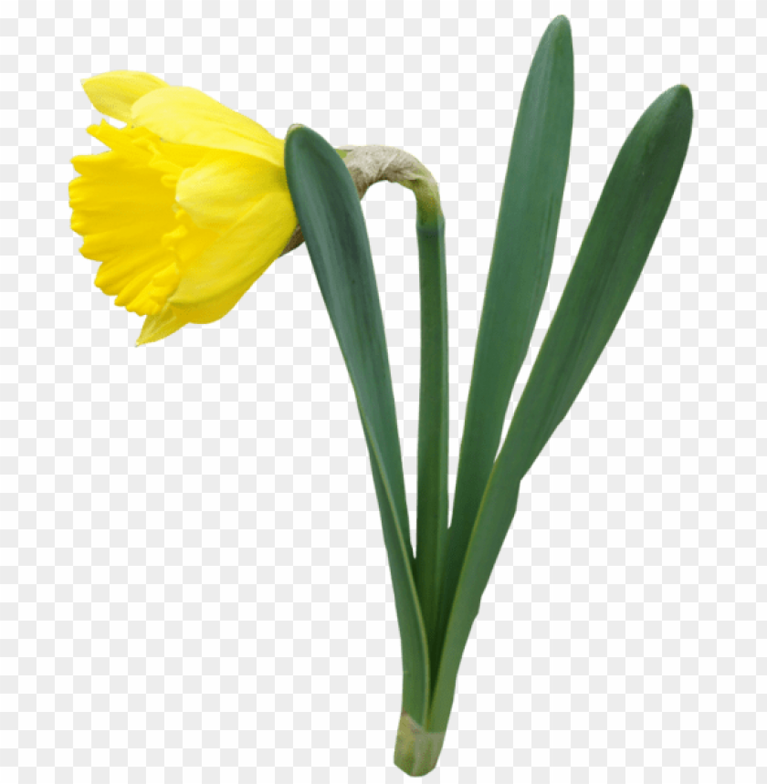 yellow transparent daffodil flower